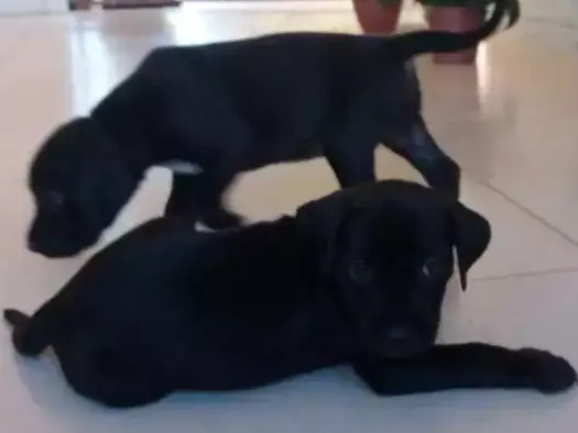 Cachorro raça Vira-lata idade Abaixo de 2 meses nome Não tem nomes
