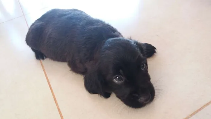 Cachorro raça Vira-lata idade Abaixo de 2 meses nome Não tem nomes