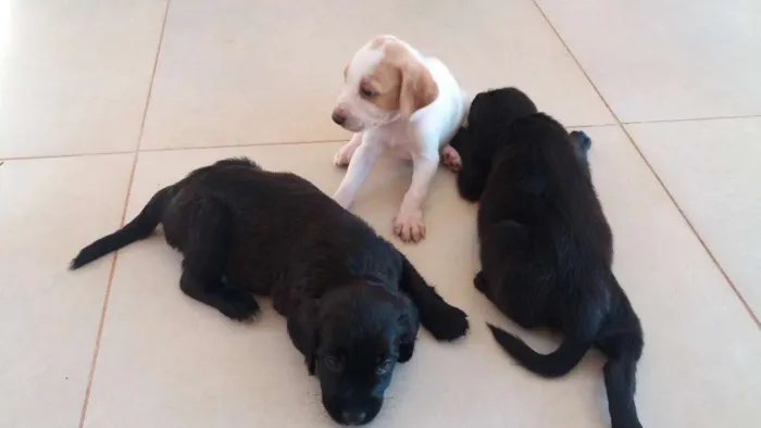 Cachorro raça Vira-lata idade Abaixo de 2 meses nome Não tem nomes
