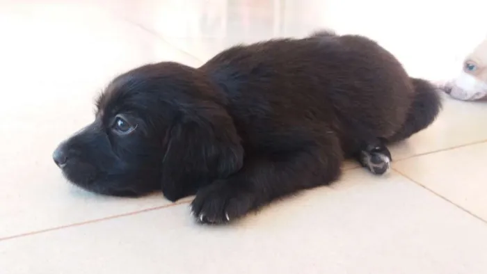 Cachorro raça Vira-lata idade Abaixo de 2 meses nome Não tem nomes