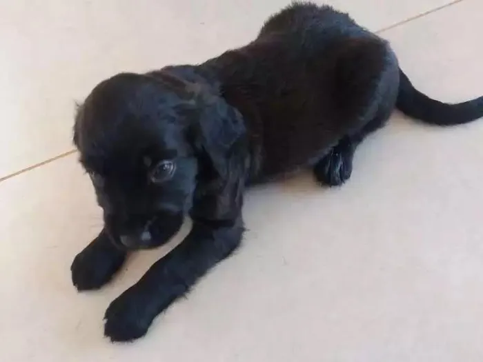 Cachorro raça Vira-lata idade Abaixo de 2 meses nome Não tem nomes