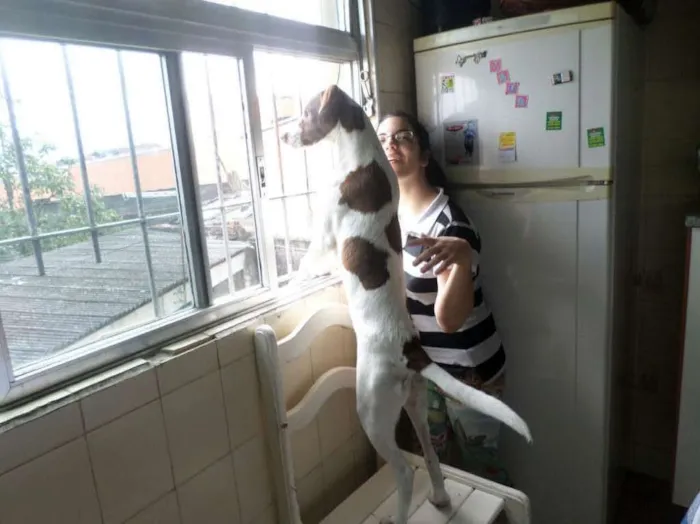 Cachorro ra a mestiço de pit bull idade 7 a 11 meses nome yuki
