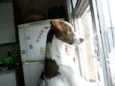 yuki