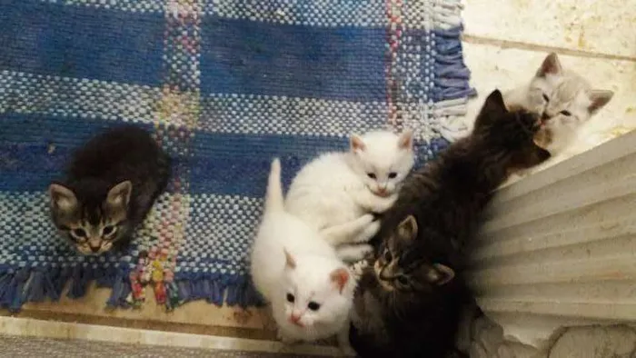 Gato ra a mestiço idade Abaixo de 2 meses nome resta apenas um
