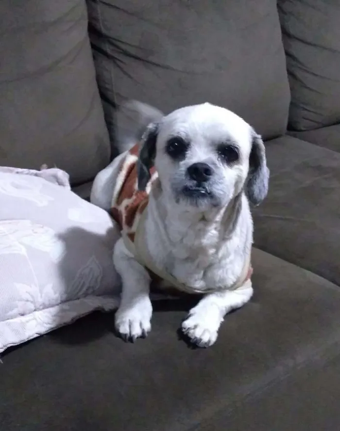 Cachorro ra a Lhasa Apso idade 3 anos nome Thor