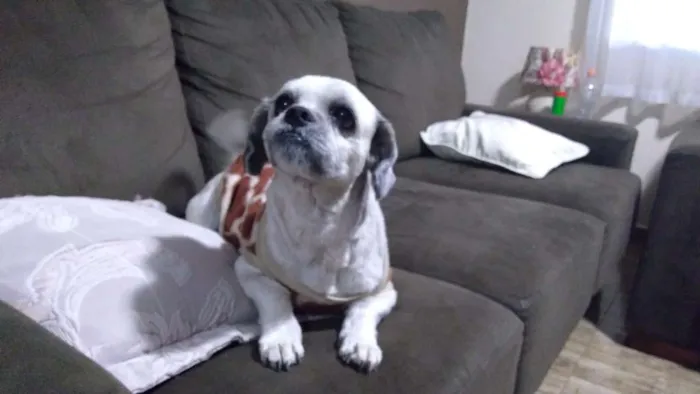 Cachorro ra a Lhasa Apso idade 3 anos nome Thor