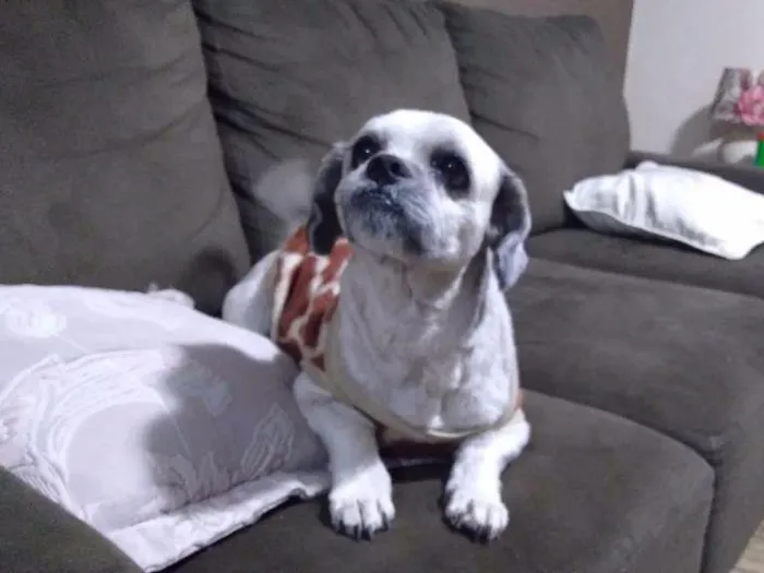 Cachorro ra a Lhasa Apso idade 3 anos nome Thor