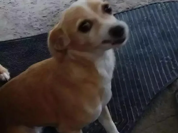 Cachorro ra a Sem raça idade 3 anos nome Mel e adeli