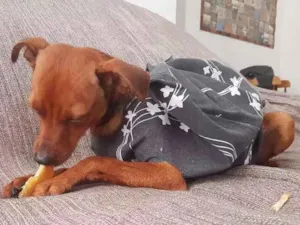 Cachorro raça SRD idade 7 a 11 meses nome Dobby
