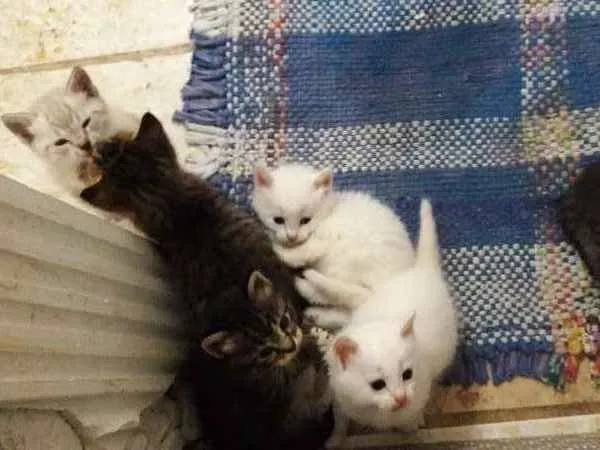 Gato ra a mestiço idade Abaixo de 2 meses nome resta apenas um