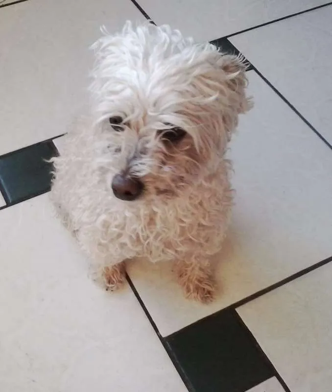 Cachorro ra a Poodle Micro Toy idade 2 anos nome Pequenininho
