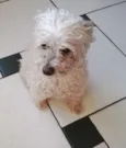 Pequenininho