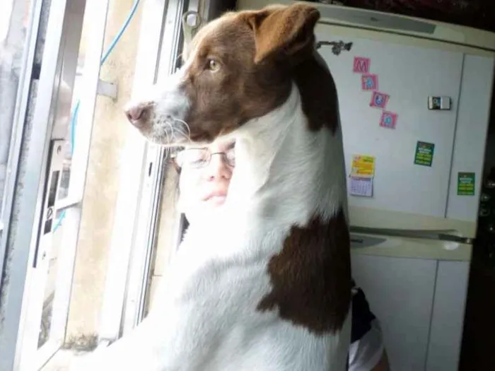 Cachorro ra a mestiço de pit bull idade 7 a 11 meses nome yuki
