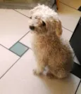 Pequenininho