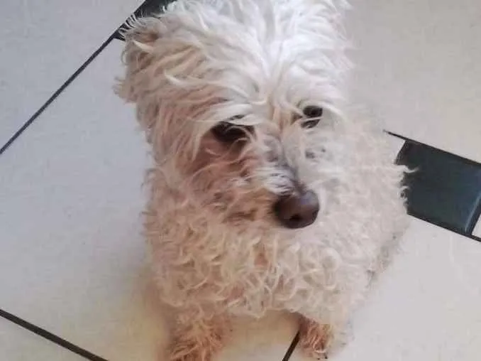 Cachorro ra a Poodle Micro Toy idade 2 anos nome Pequenininho