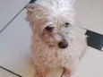 Pequenininho