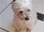 Cachorro raça Poodle Micro Toy idade 2 anos nome Pequenininho