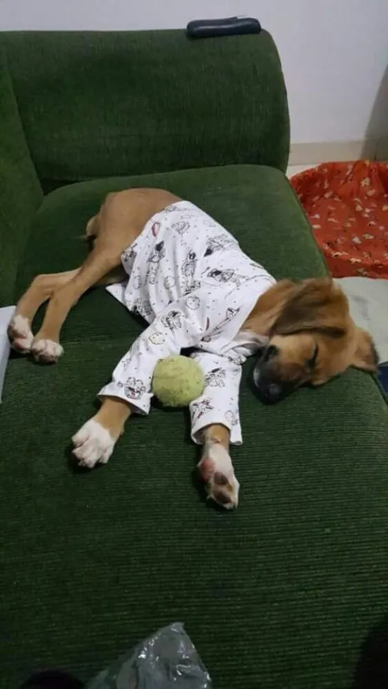 Cachorro ra a  idade 2 a 6 meses nome Thor