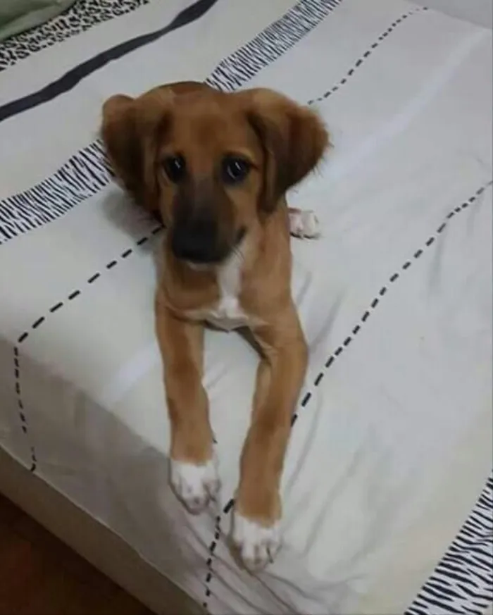 Cachorro ra a  idade 2 a 6 meses nome Thor