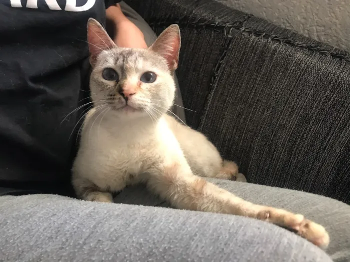 Gato ra a  idade 2 a 6 meses nome Lilika