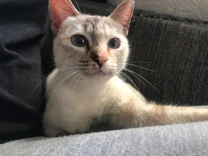 Gato ra a  idade 2 a 6 meses nome Lilika