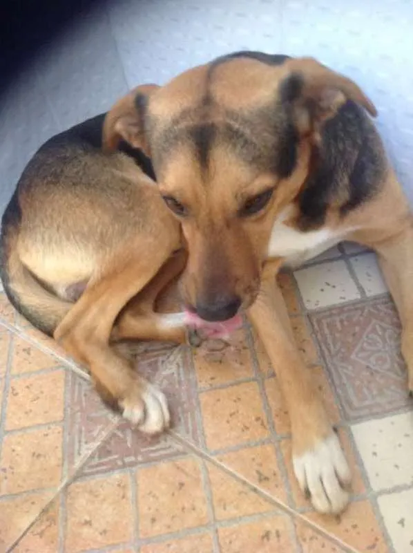 Cachorro raça vira idade 7 a 11 meses nome duque