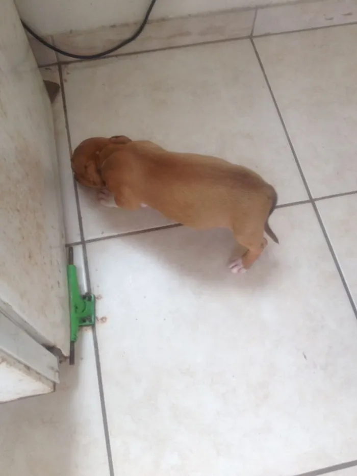 Cachorro ra a Pitbull idade 2 a 6 meses nome Thor