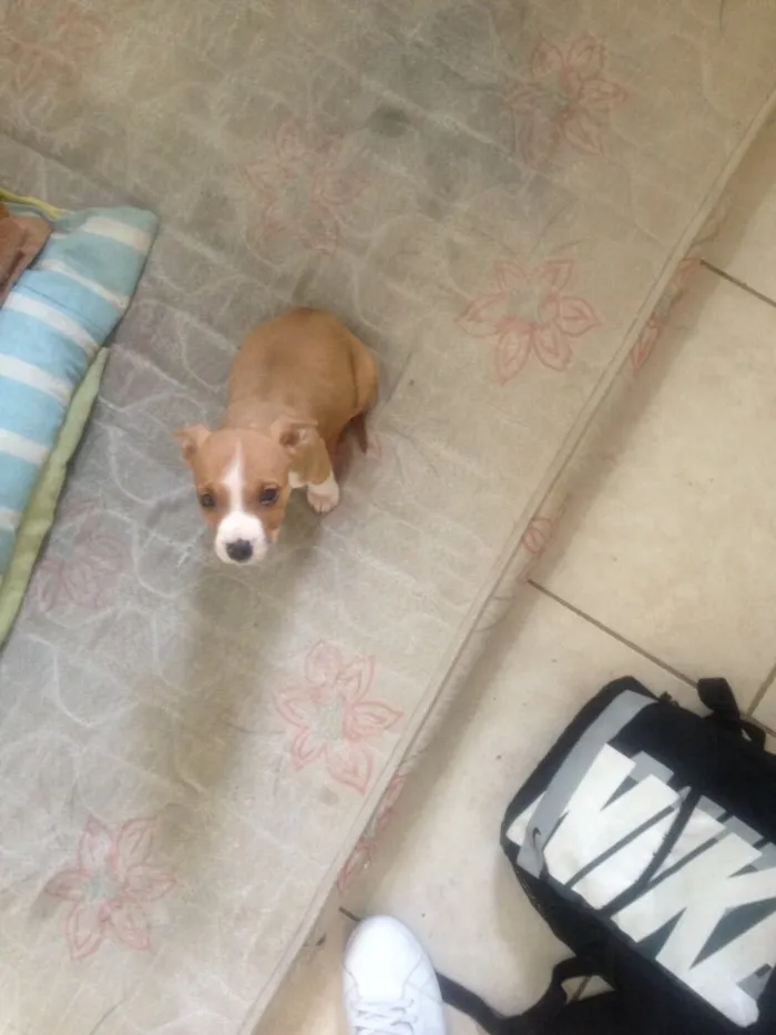 Cachorro ra a Pitbull idade 2 a 6 meses nome Thor