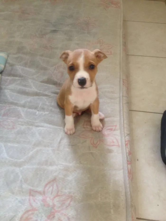 Cachorro ra a Pitbull idade 2 a 6 meses nome Thor