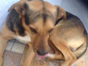 Cachorro raça vira idade 7 a 11 meses nome duque