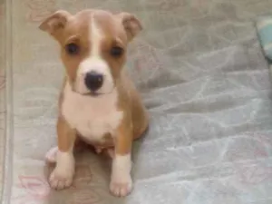 Cachorro raça Pitbull idade 2 a 6 meses nome Thor