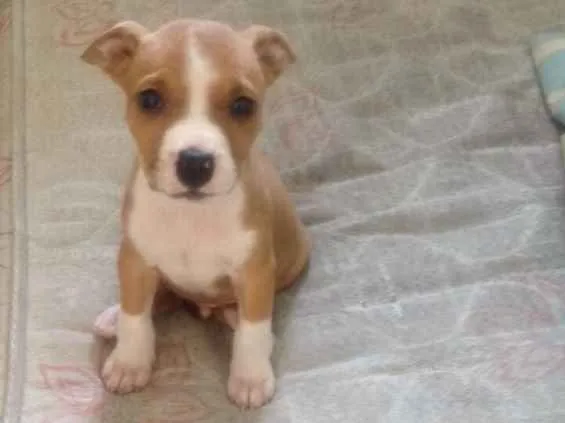 Cachorro ra a Pitbull idade 2 a 6 meses nome Thor