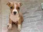 Cachorro raça Pitbull idade 2 a 6 meses nome Thor