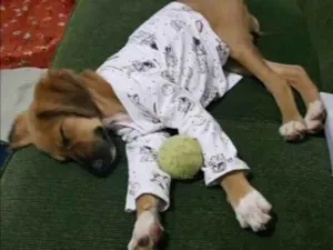 Cachorro raça  idade 2 a 6 meses nome Thor