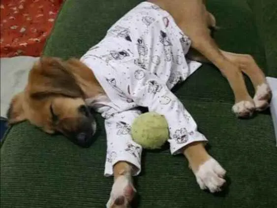 Cachorro ra a  idade 2 a 6 meses nome Thor