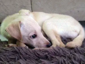 Cachorro raça Vira-lata idade 2 a 6 meses nome Clarinha