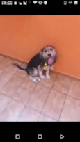 Cachorro raça Vira lata idade 4 anos nome Capitão
