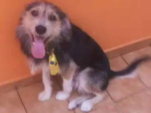 Cachorro raça Vira lata idade 4 anos nome Capitão
