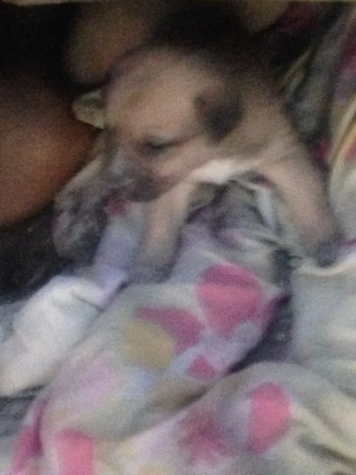 Cachorro ra a SRD idade  nome Sem nome