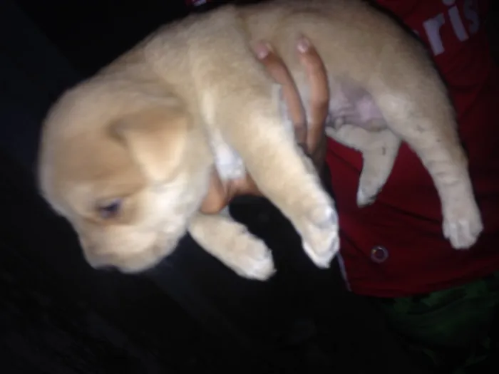 Cachorro ra a SRD idade  nome Sem nome