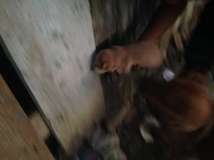 Cachorro ra a SRD idade  nome Sem nome