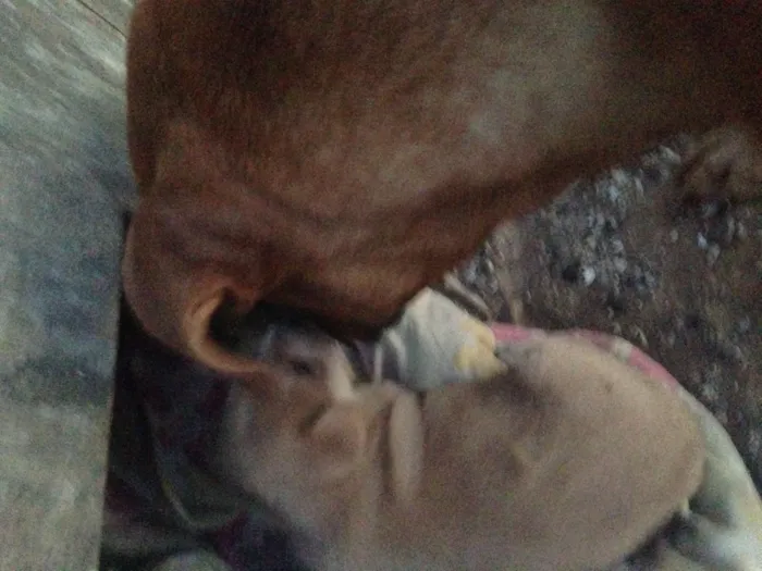 Cachorro ra a SRD idade  nome Sem nome