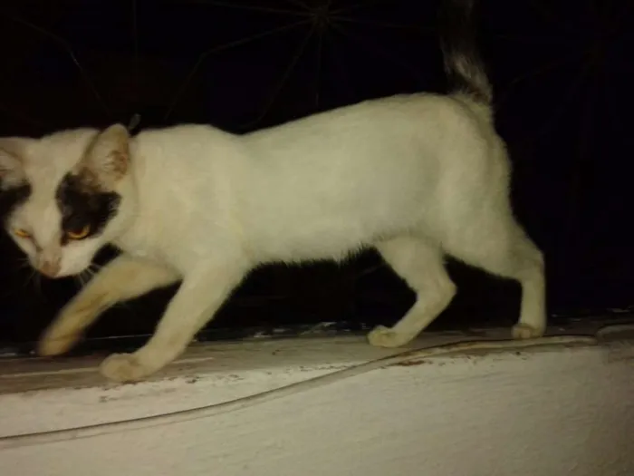 Gato ra a SRD idade 2 anos nome Miada