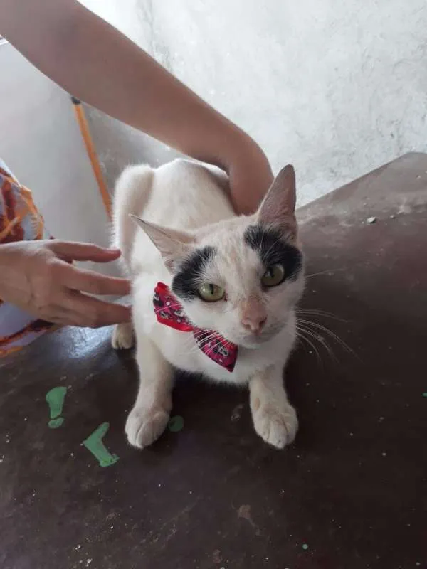 Gato ra a SRD idade 2 anos nome Miada