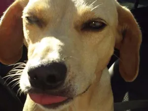 Cachorro raça Srd idade 2 anos nome Mãezinha