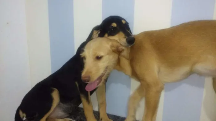 Cachorro ra a Srd idade 7 a 11 meses nome Salvadora e Maninha