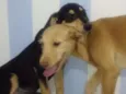 Salvadora e Maninha