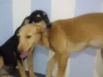 Salvadora e Maninha