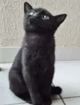 FIFI