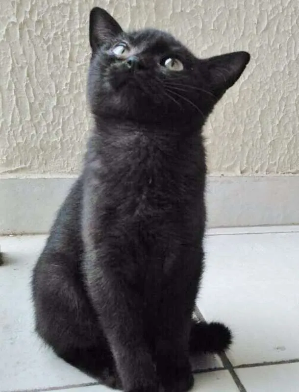Gato ra a SRD idade 2 a 6 meses nome FIFI